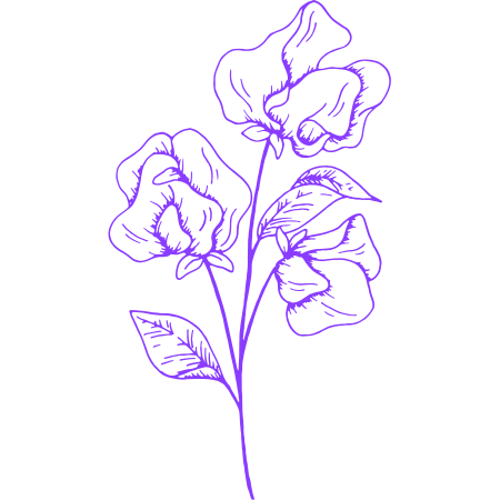  Butterfly Pea 